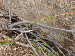 Ribes leptanthum