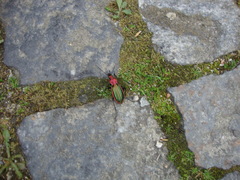 Carabus lineatus lateralis