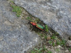 Carabus lineatus lateralis