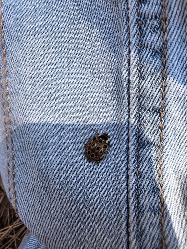 Eyed Ladybird Beetle