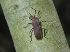 Thunbergia marginata