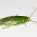 Cucarachas Verdes - Photo (c) Tom Murray, algunos derechos reservados (CC BY-NC), subido por Tom Murray