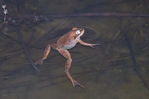 Wood Frog observed by stevenmcgrath