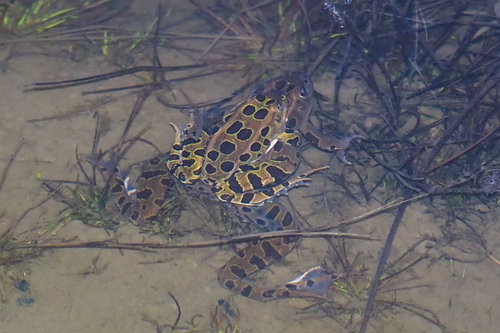 Northern Leopard Frog observed by stevenmcgrath