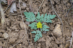 Cymopterus longipes