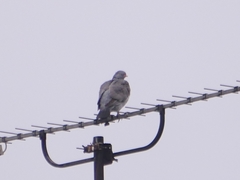 Columba palumbus