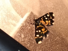 Diathrausta ochreipennis