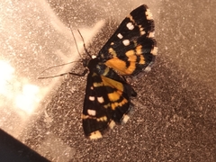 Diathrausta ochreipennis