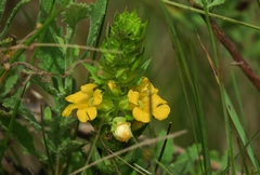 Alectra sessiliflora