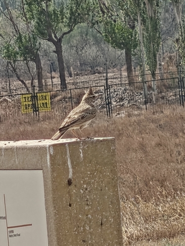 Crested Lark