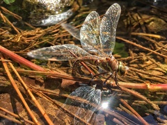 Pinheyschna subpupillata