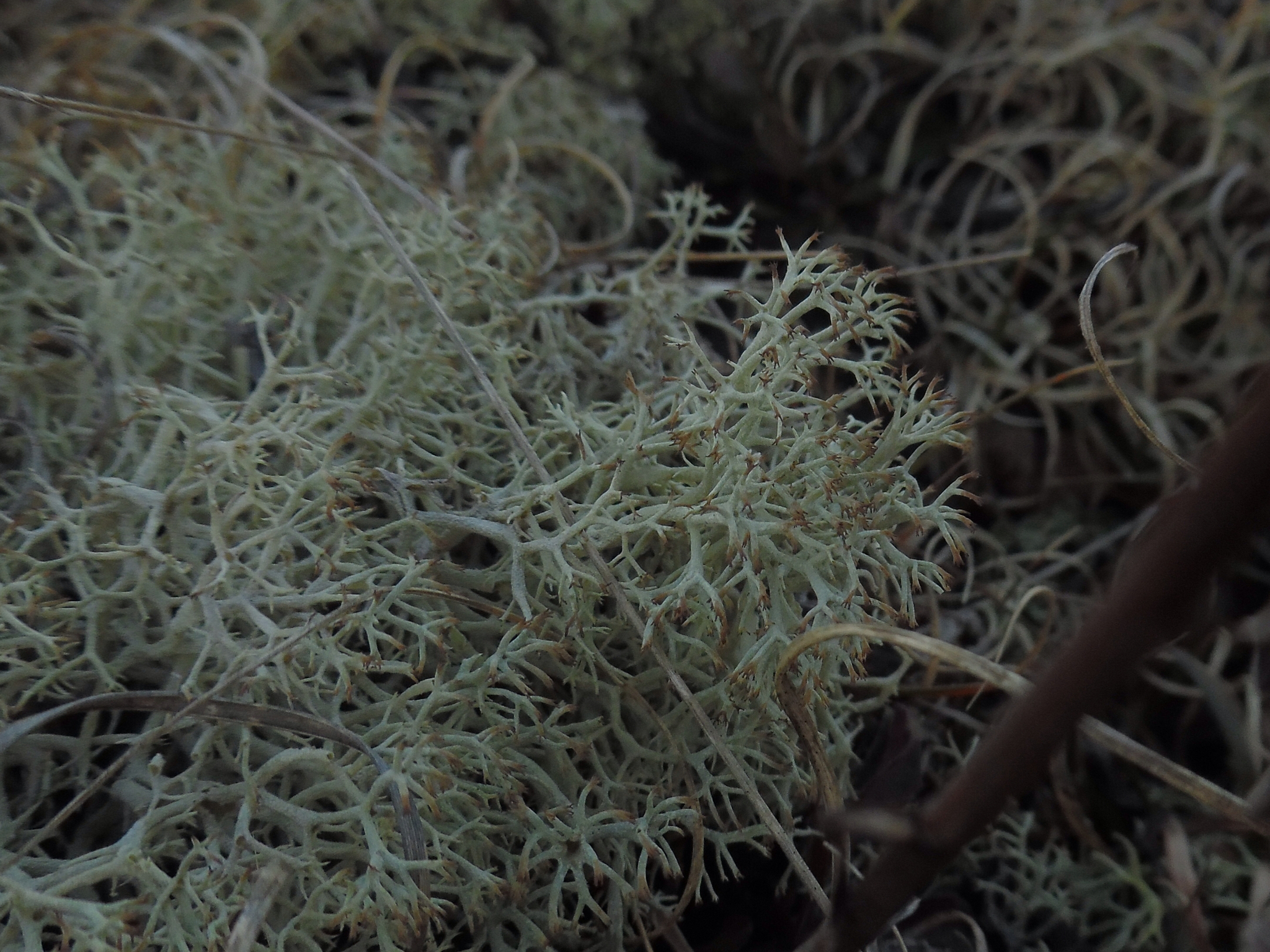 Cladonia subtenuis image