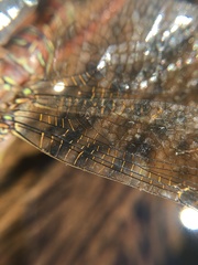 Pinheyschna subpupillata