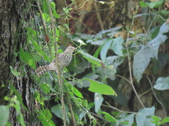 Campylorhynchus nuchalis