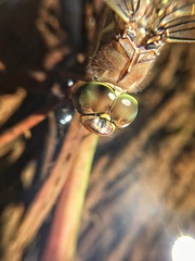 Pinheyschna subpupillata