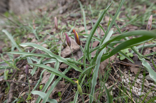 Tulipa hissarica, photograph 6