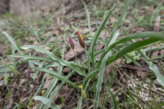 Tulipa hissarica, photograph (c) Morten Ross, some rights reserved (CC BY)