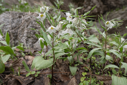 Fritillaria bucharica