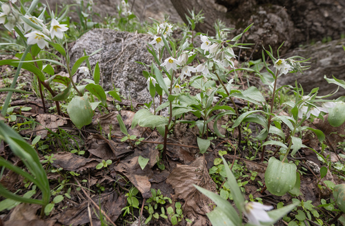 Fritillaria bucharica, photograph 1