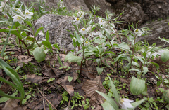 Fritillaria bucharica, photograph (c) Morten Ross, some rights reserved (CC BY)
