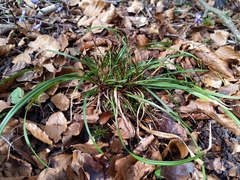 Carex digitata