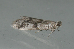 Laetilia fiskeella