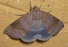 Bastilla hamatilis