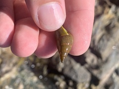 Phasianotrochus eximius