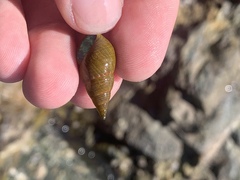 Phasianotrochus eximius