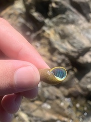 Phasianotrochus eximius