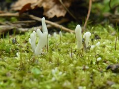 Clavaria subfalcata