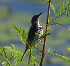 Ramsayornis fasciatus