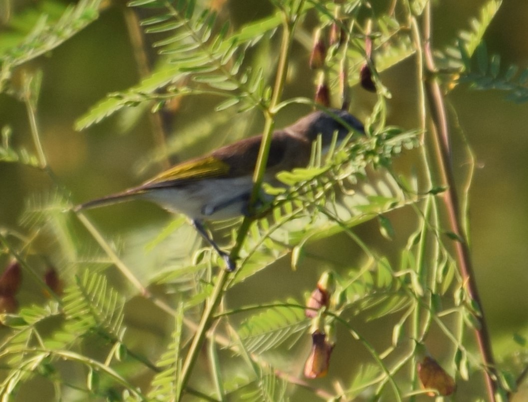 Rufous-banded Honeyeater illustration