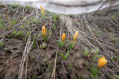 Crocus korolkowii
