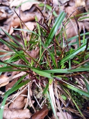 Carex digitata
