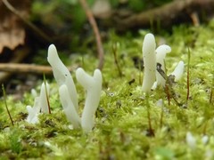 Clavaria subfalcata