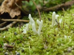 Clavaria subfalcata