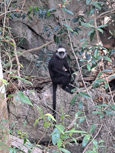 Laotian Langur
