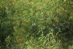 Conopophila albogularis