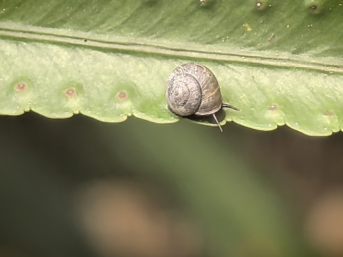 Aphanoconia observed 2026-04-18