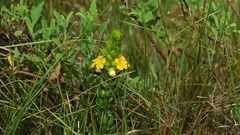 Alectra sessiliflora