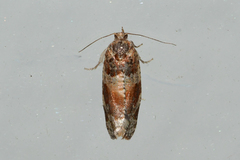 Argyrotaenia kimballi