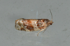 Argyrotaenia kimballi