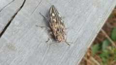 Chalcophora georgiana