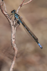 Coenagrion lunulatum
