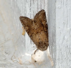 Lacinipolia meditata