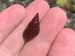 Phasianotrochus eximius