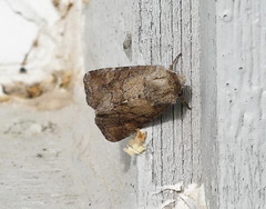 Lacinipolia meditata