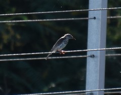 Ramsayornis fasciatus