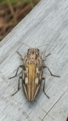 Chalcophora georgiana